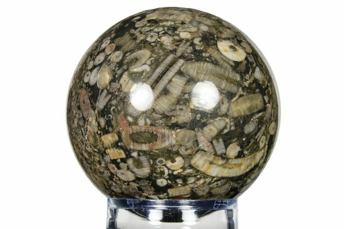 Fossil Crinoid Stems In Limestone Sphere #279662